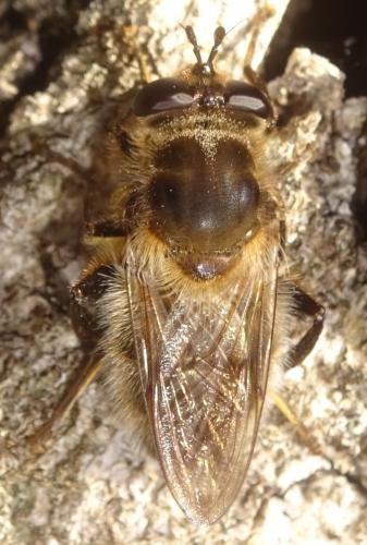 Réf. 357 029 : Criorhina ranunculi